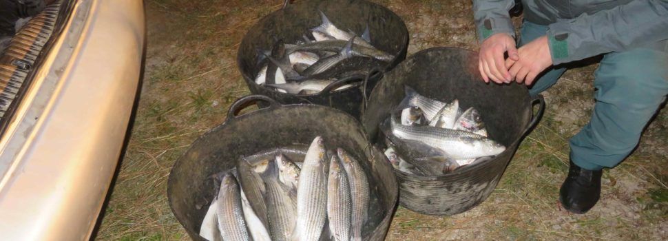 La Guardia Civil interviene 88 kilogramos de pescado y marisco sin documentación en operativos realizados en el Delta del Ebro