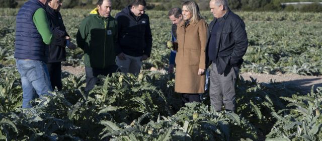 La Diputació de Castelló reforça la protecció, promoció i millora de la qualitat de la carxofa de Benicarló