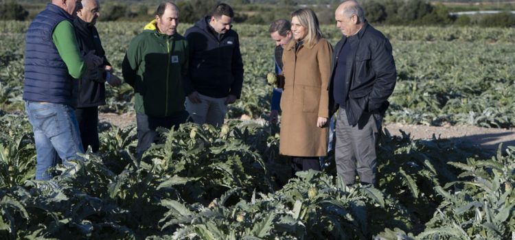 La Diputació de Castelló reforça la protecció, promoció i millora de la qualitat de la carxofa de Benicarló