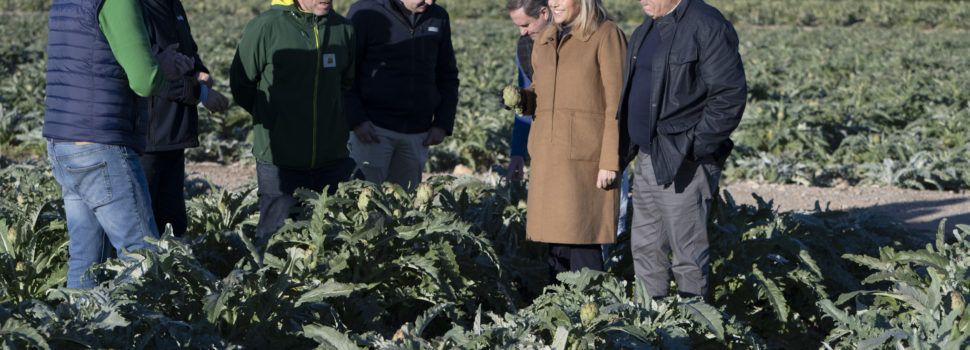 La Diputació de Castelló reforça la protecció, promoció i millora de la qualitat de la carxofa de Benicarló