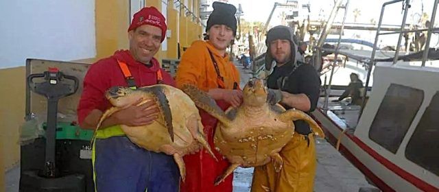 Una barca de Vinaròs pesca accidentalment dues tortugues marines