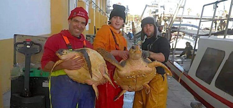 Una barca de Vinaròs pesca accidentalment dues tortugues marines