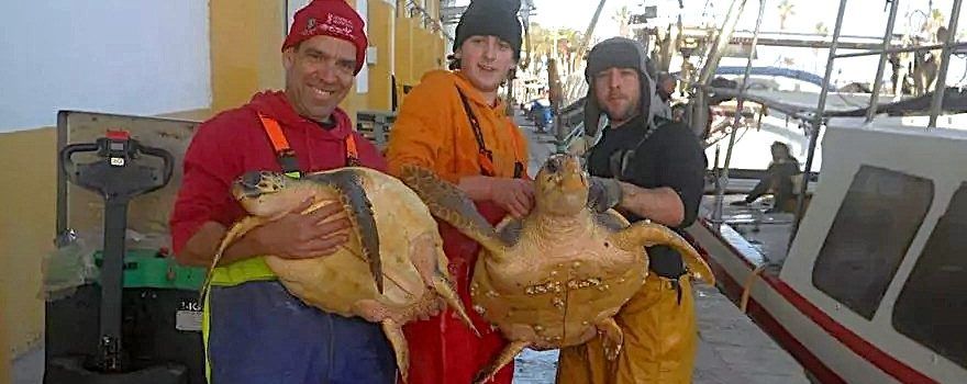 Una barca de Vinaròs pesca accidentalment dues tortugues marines