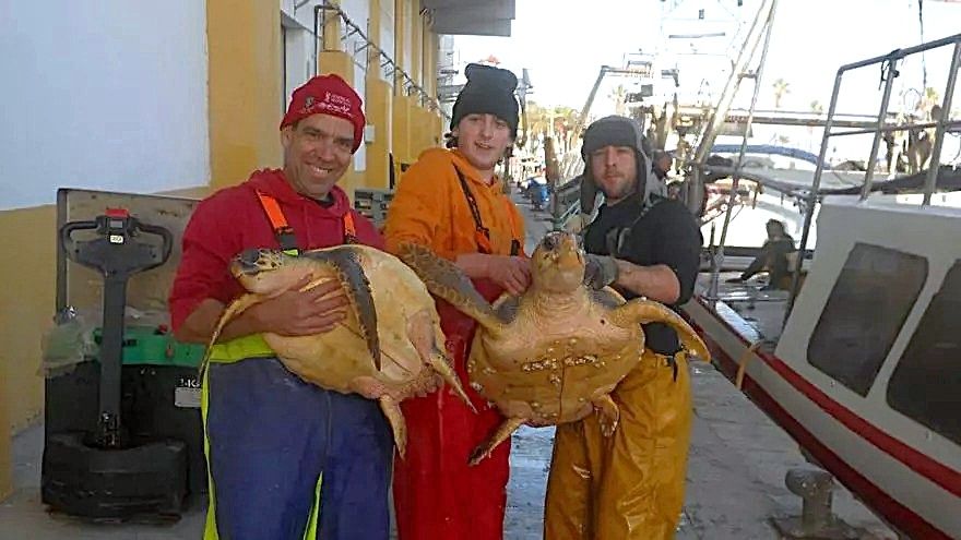 Una barca de Vinaròs pesca accidentalment dues tortugues marines