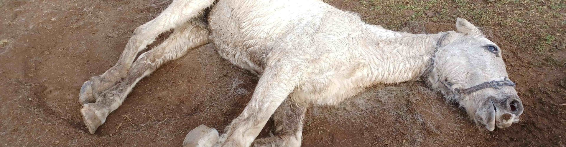Investigan a un hombre por maltrato animal tras la muerte de un caballo en Forcall
