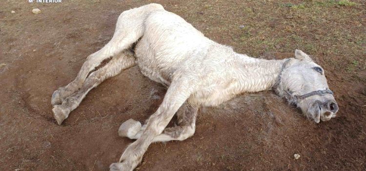Investigan a un hombre por maltrato animal tras la muerte de un caballo en Forcall