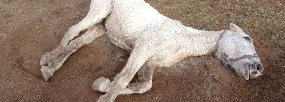 Investigan a un hombre por maltrato animal tras la muerte de un caballo en Forcall