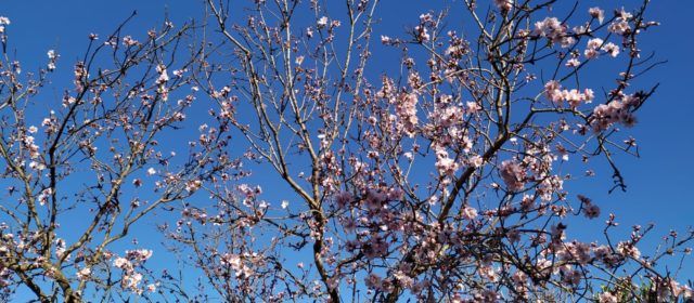 El “parte” del temps: bones hores de dia i fresca de nit
