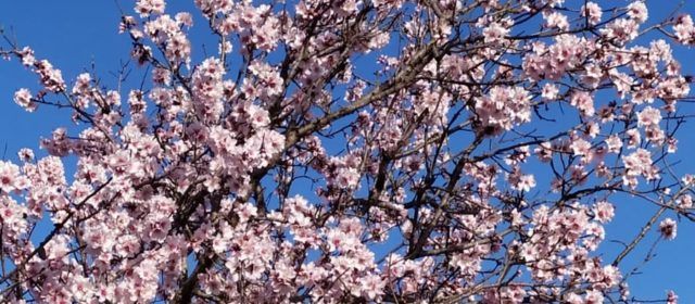 El “parte” del temps: donen pluja per a demà, suposo que algo caurà