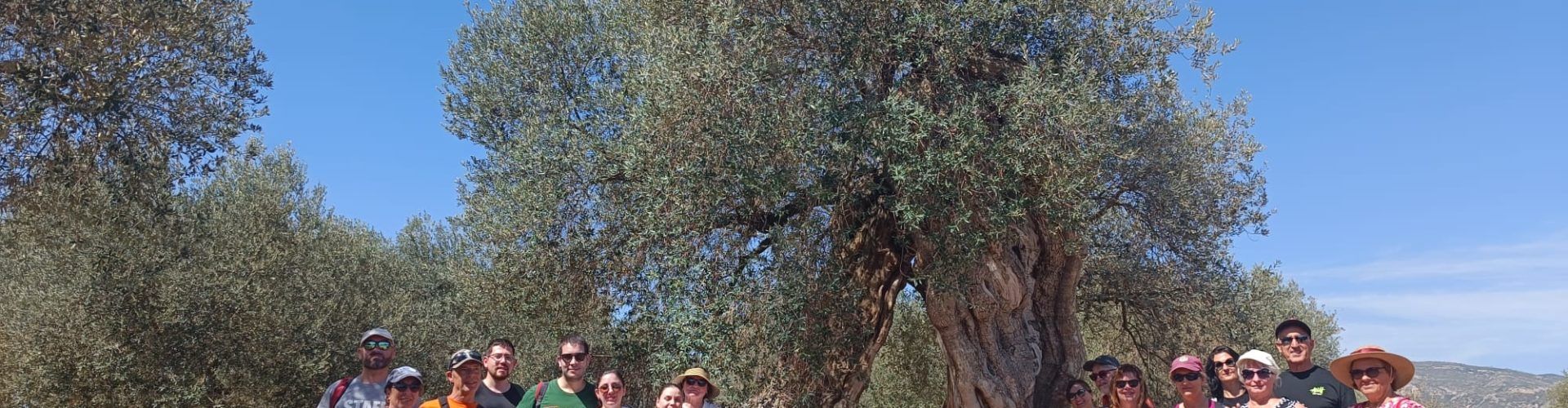Canet lo Roig presenta el calendari de les visites guiades que tenen com a protagonista a les oliveres mil·lenàries