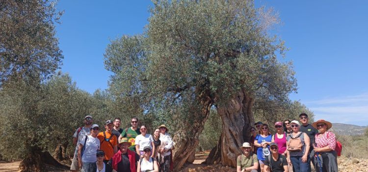 Canet lo Roig presenta el calendari de les visites guiades que tenen com a protagonista a les oliveres mil·lenàries