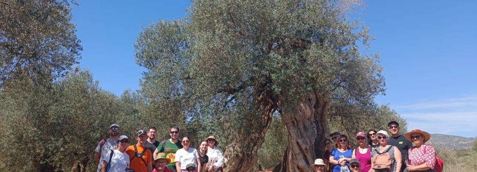 Canet lo Roig presenta el calendari de les visites guiades que tenen com a protagonista a les oliveres mil·lenàries