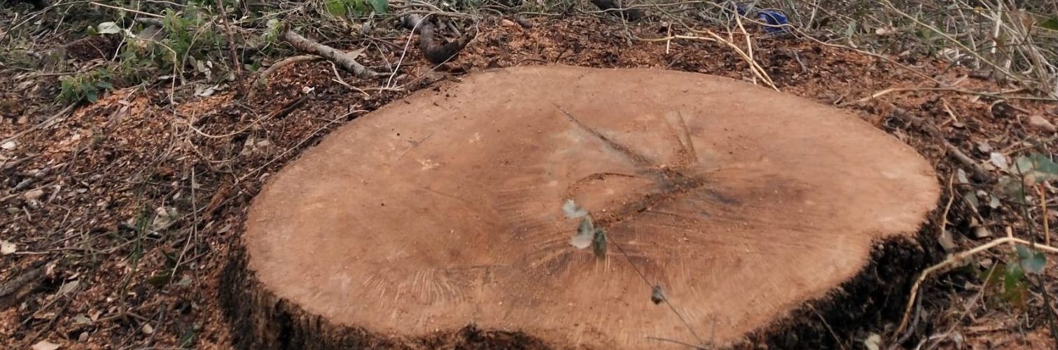 APNAL-EA denuncia la tala de la segunda carrasca más grande del término de Vinaròs