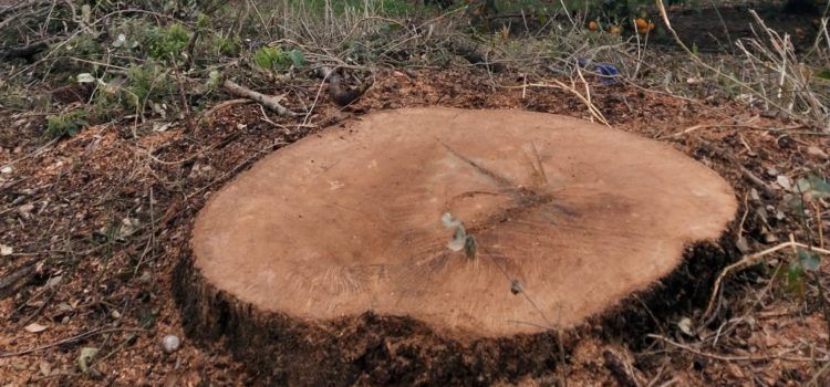 APNAL-EA denuncia la tala de la segunda carrasca más grande del término de Vinaròs