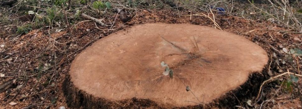 APNAL-EA denuncia la tala de la segunda carrasca más grande del término de Vinaròs