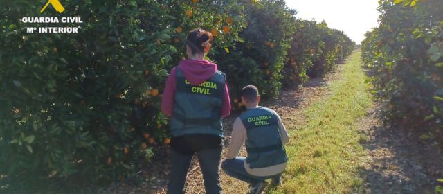 Dos personas investigadas por su relación con el hurto de 5.400 kilos de cítricos en Vinaròs
