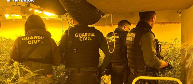 Desmantelada en Peñíscola una plantación “Indoor” de marihuana y detenida una persona
