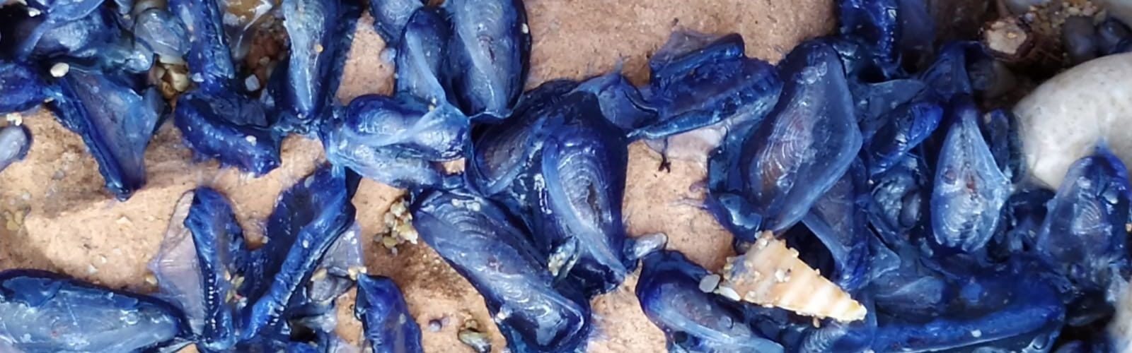 La costa s’ompli de meduses velero