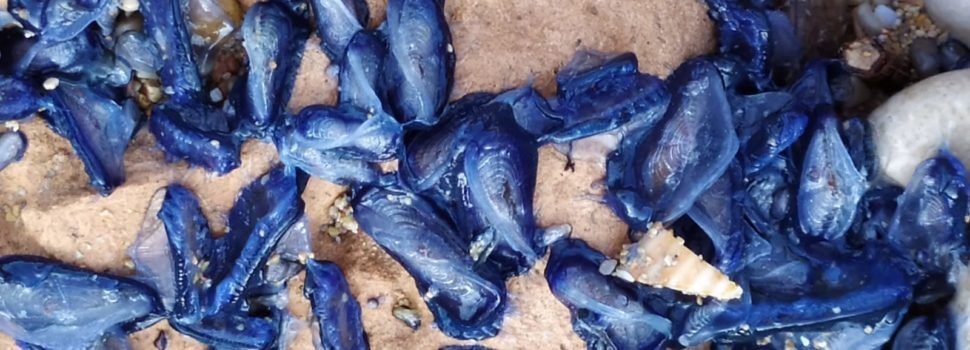 La costa s’ompli de meduses velero