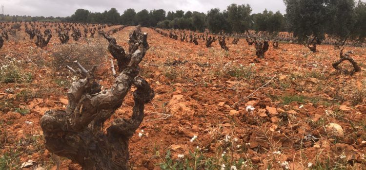Las lluvias resultan de momento muy positivas para aliviar la sequía en los cultivos de interior