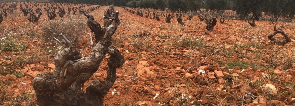 Las lluvias resultan de momento muy positivas para aliviar la sequía en los cultivos de interior