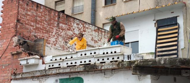 APNAL-EA realiza operaciones de mantenimiento y control en las colonias artificiales de cría en Benicarló