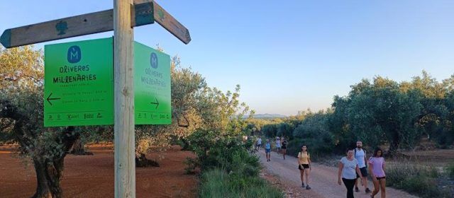Canet lo Roig ofereix conèixer de prop les oliveres mil·lenàries del terme municipal