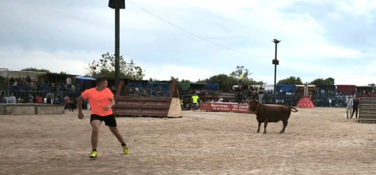 Bous a la plaça en les Festes de Maig a Alcanar