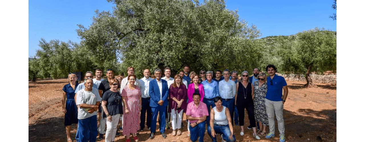 El cens d’oliveres monumentals de Catalunya és de 4.160 exemplars, 3.509 de les quals estan al Montsià