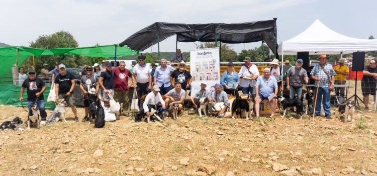 Ares del Maestrat reuneix l’elit del pasturatge en el XVIII Concurs de gossos de rabera