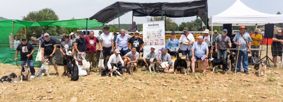 Ares del Maestrat reuneix l’elit del pasturatge en el XVIII Concurs de gossos de rabera