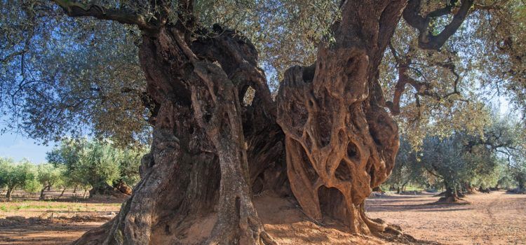 Canet lo Roig presenta la programació de l’Estiu Cultural