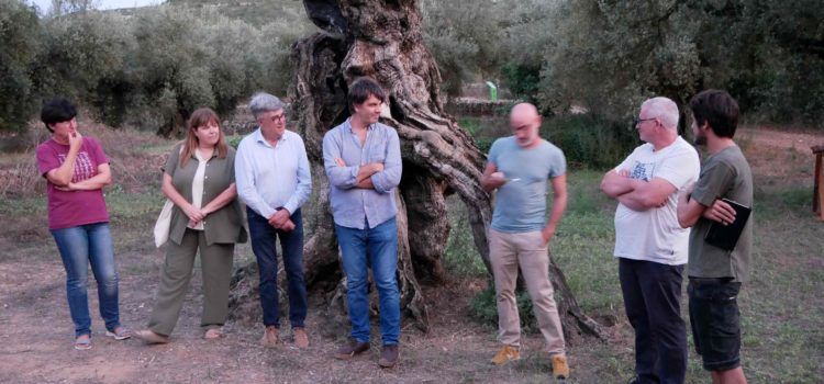 Vora l’Ebre: Se li pot donar una segona vida a una olivera morta?