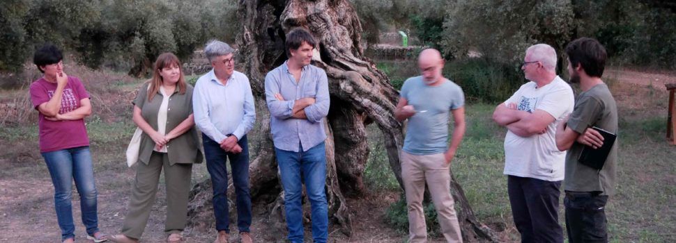Vora l’Ebre: Se li pot donar una segona vida a una olivera morta?