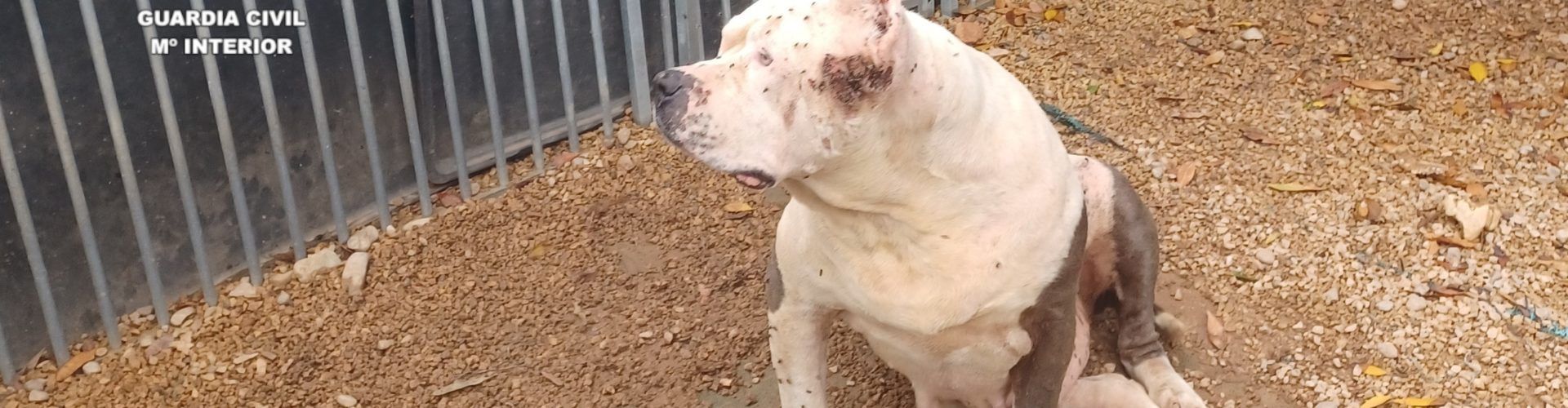 El SEPRONA actúa en Benicarló contra una persona al cuidado de once perros en malas condiciones higiénico-sanitarias