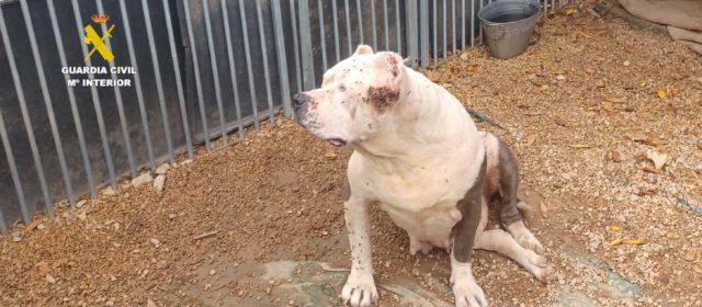 El SEPRONA actúa en Benicarló contra una persona al cuidado de once perros en malas condiciones higiénico-sanitarias