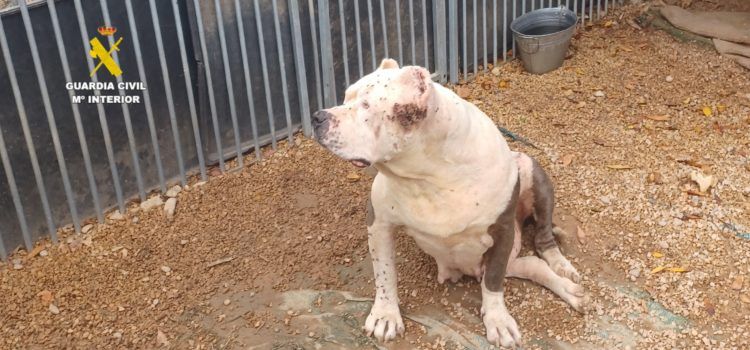 El SEPRONA actúa en Benicarló contra una persona al cuidado de once perros en malas condiciones higiénico-sanitarias
