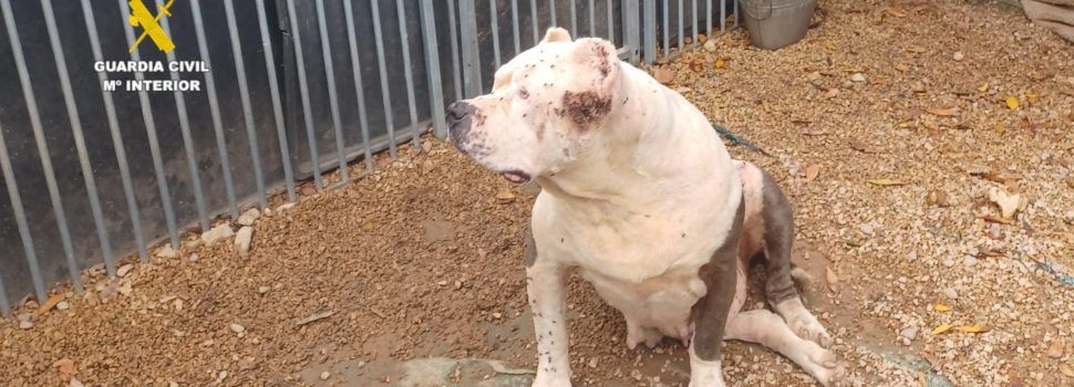 El SEPRONA actúa en Benicarló contra una persona al cuidado de once perros en malas condiciones higiénico-sanitarias
