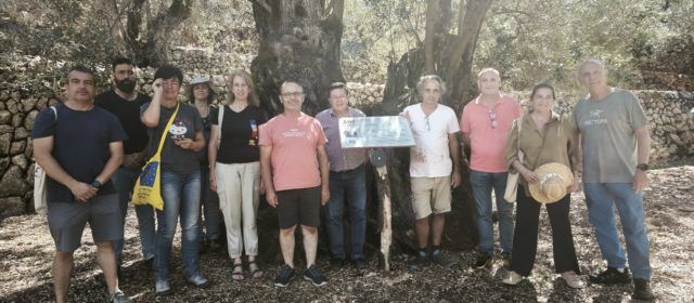 El Territori Sénia i la Serra de Tramuntana, units per les Oliveres Mil·lenàries