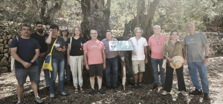 El Territori Sénia i la Serra de Tramuntana, units per les Oliveres Mil·lenàries