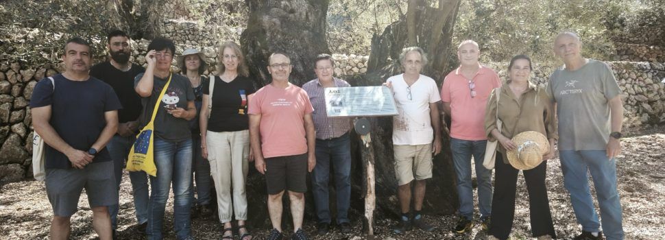 El Territori Sénia i la Serra de Tramuntana, units per les Oliveres Mil·lenàries