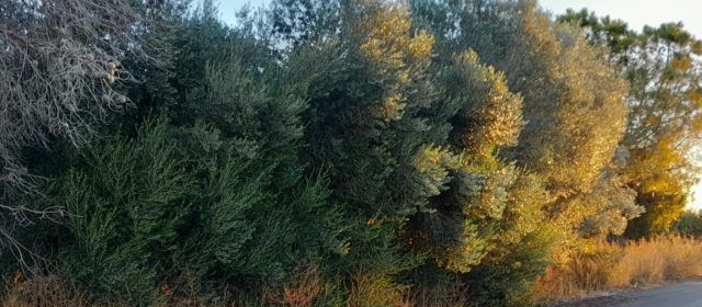 La agricultura ecológica crece en la provincia de Castellón