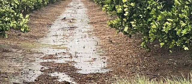 Máxima preocupación en la agricultura valenciana por las lluvias torrenciales y granizo