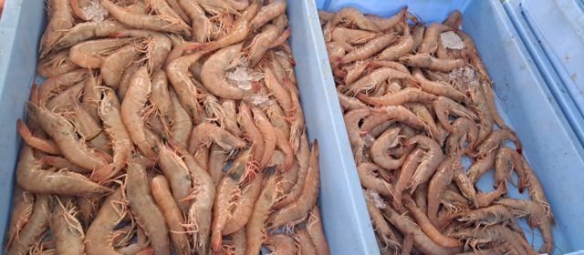 Grans captures de “llagostí cafè” a Vinaròs després de la veda