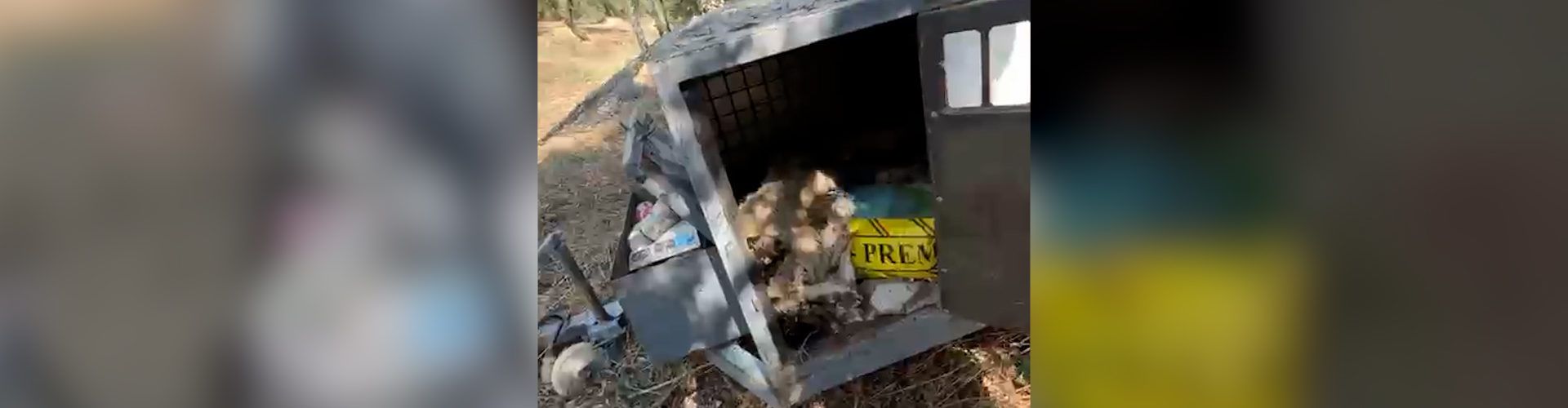 Investigado un vecino de la Sénia por la muerte de tres perros en una finca rural