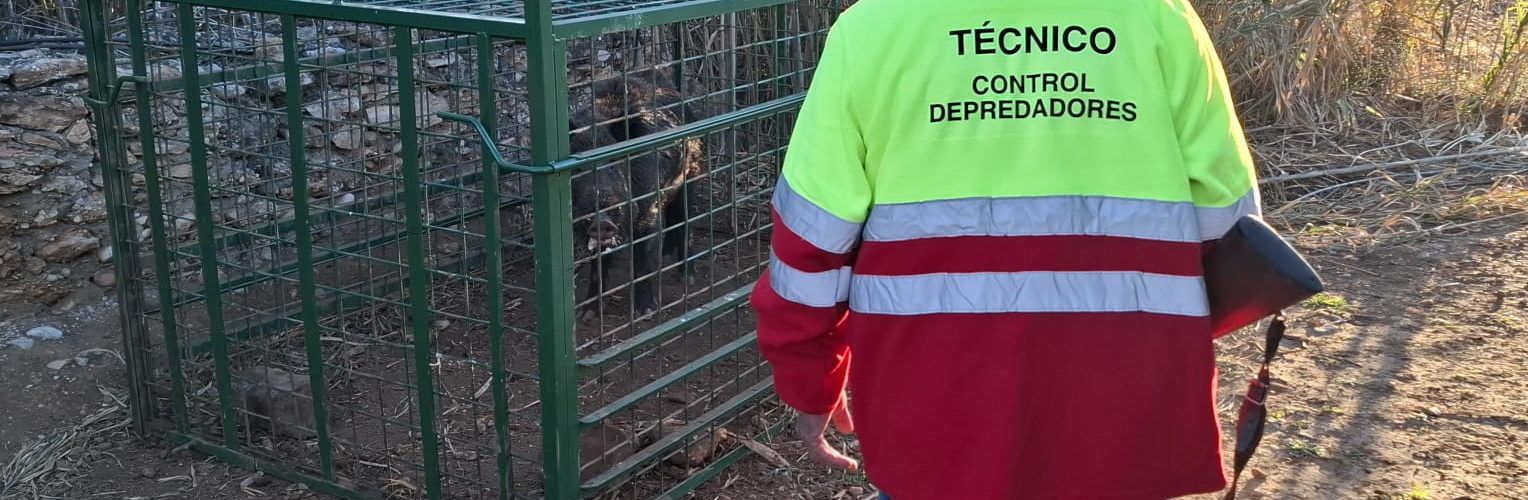 Les gàbies-trampa instal·lades al terme de Benicarló han permés capturar 82 senglars en un any
