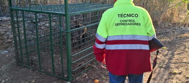 Les gàbies-trampa instal·lades al terme de Benicarló han permés capturar 82 senglars en un any