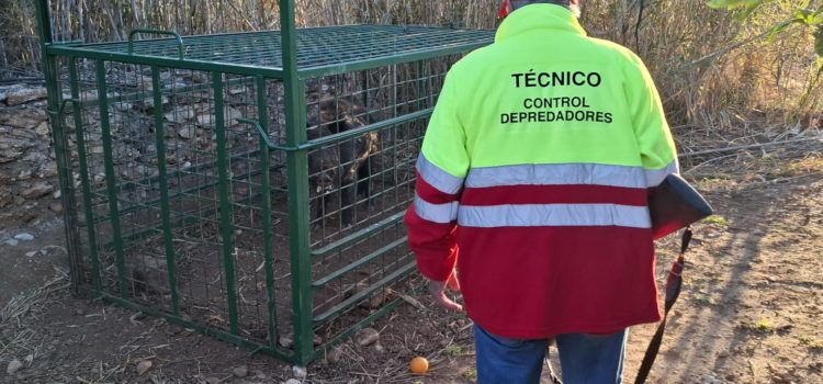 Les gàbies-trampa instal·lades al terme de Benicarló han permés capturar 82 senglars en un any