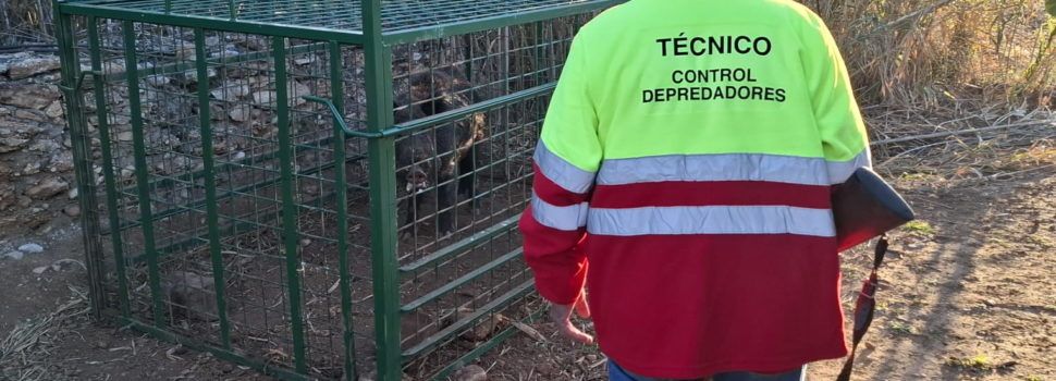 Les gàbies-trampa instal·lades al terme de Benicarló han permés capturar 82 senglars en un any