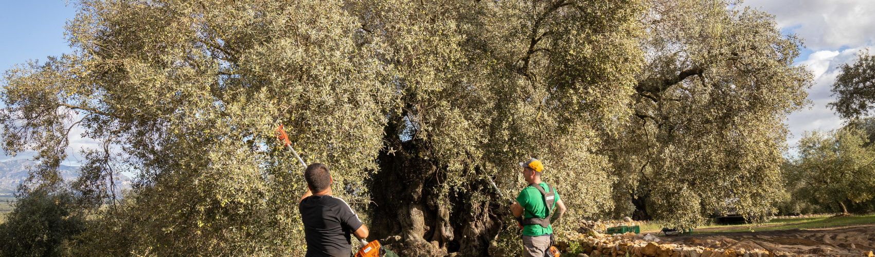L’olivera Mater (Premi AEMO’2011), d’Ulldecona, produeix 155 quilos d’olives fargues mil·lenàries